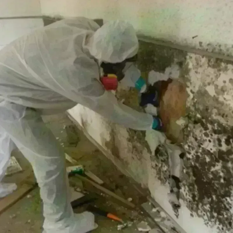 Mold Remediation and Removal in Aztec, NM